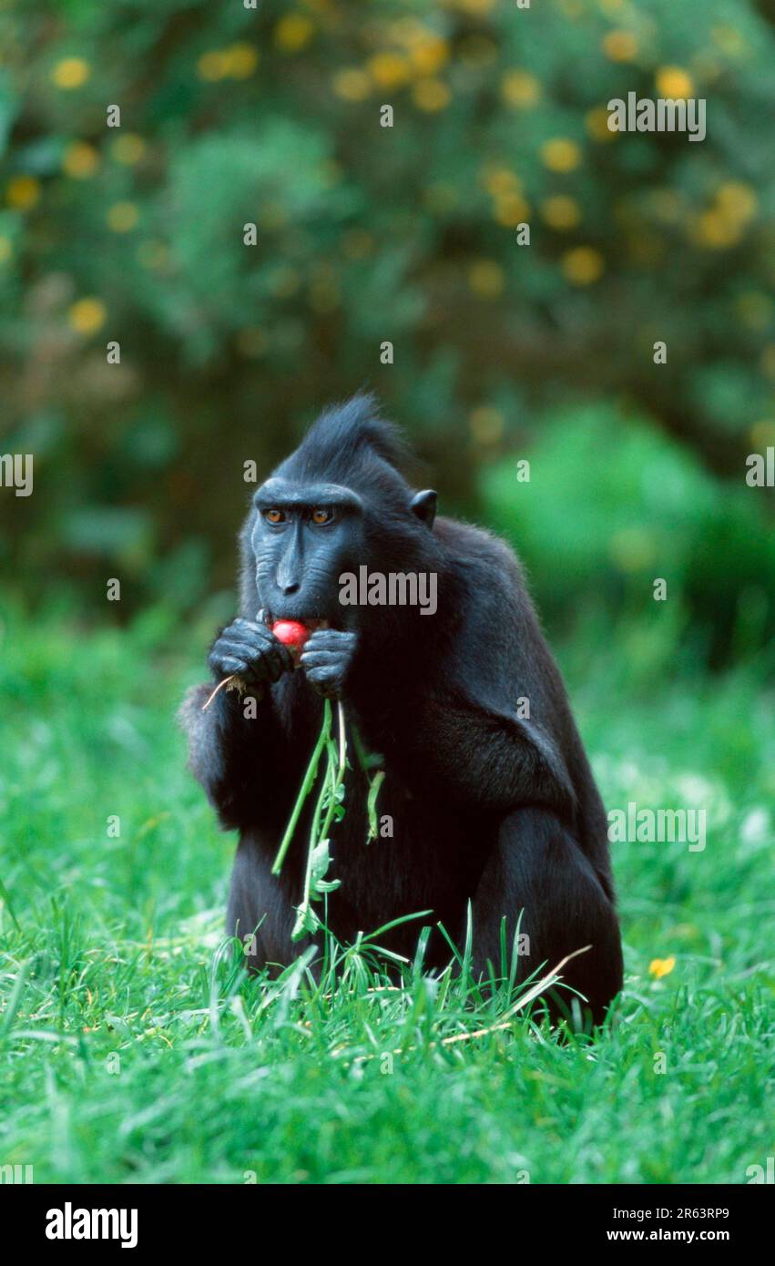 Celebes crested macaque (Macaca nigra) Stock Photo