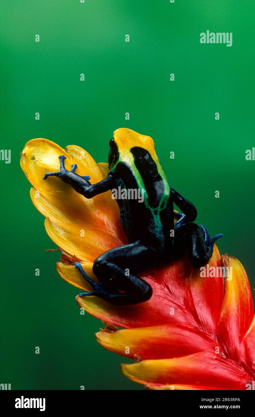 Dyeing dart frog (Dendrobates tinctorius Stock Photo - Alamy