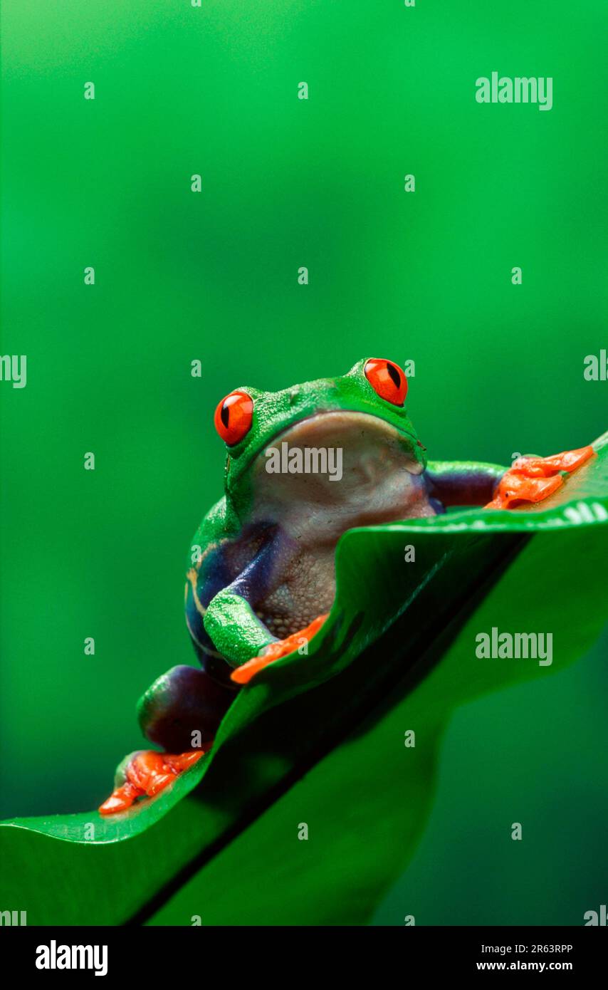 Female green tree frog hi-res stock photography and images - Alamy
