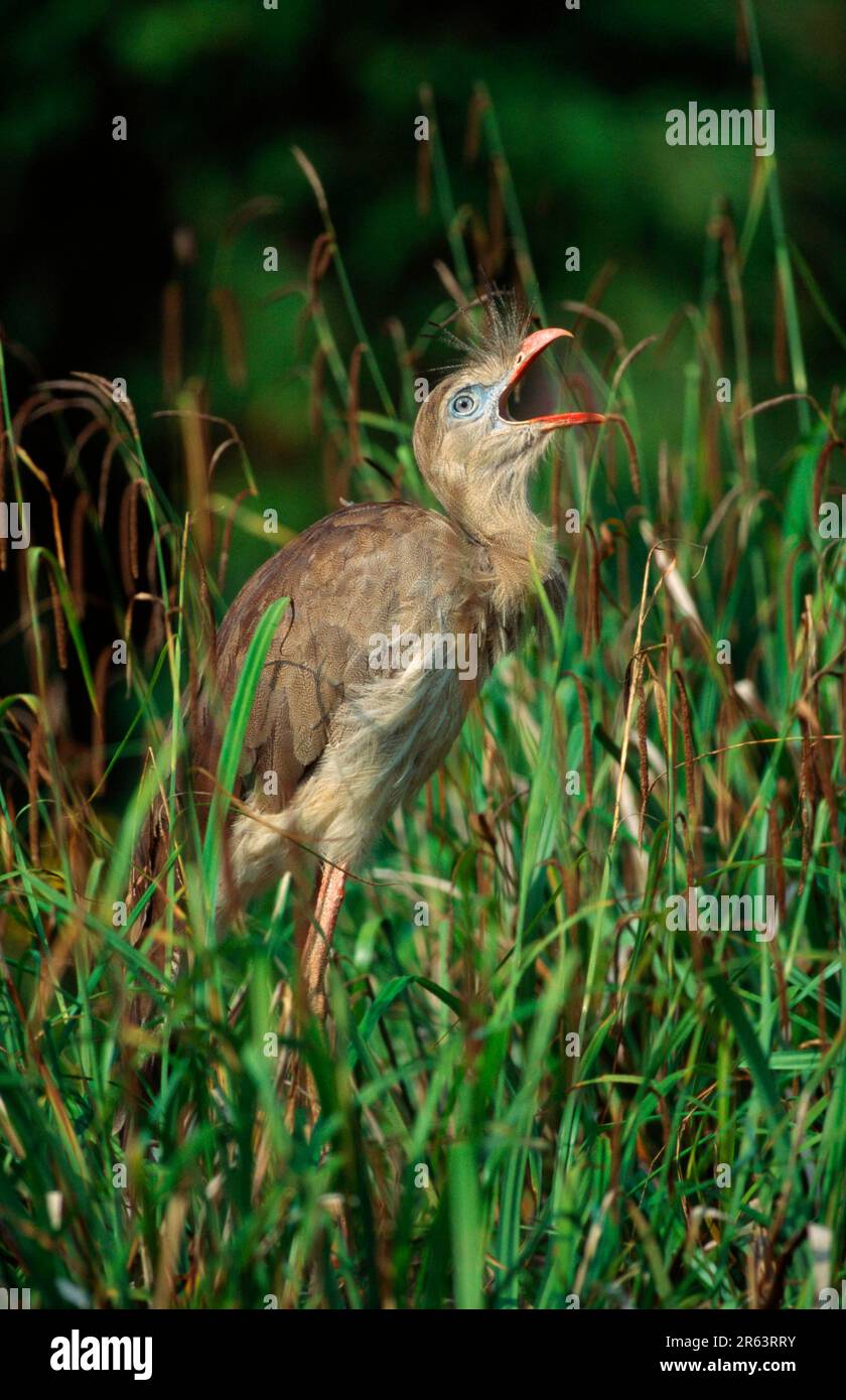 Stork sound hi-res stock photography and images - Alamy