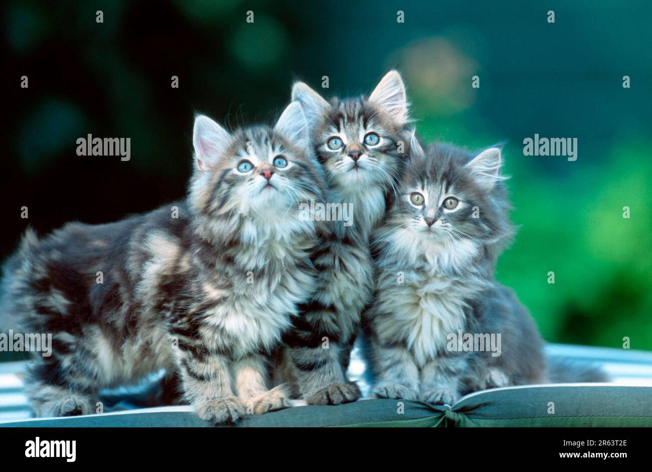 Norwegian Forest Cat, kitten, 10 weeks Stock Photo