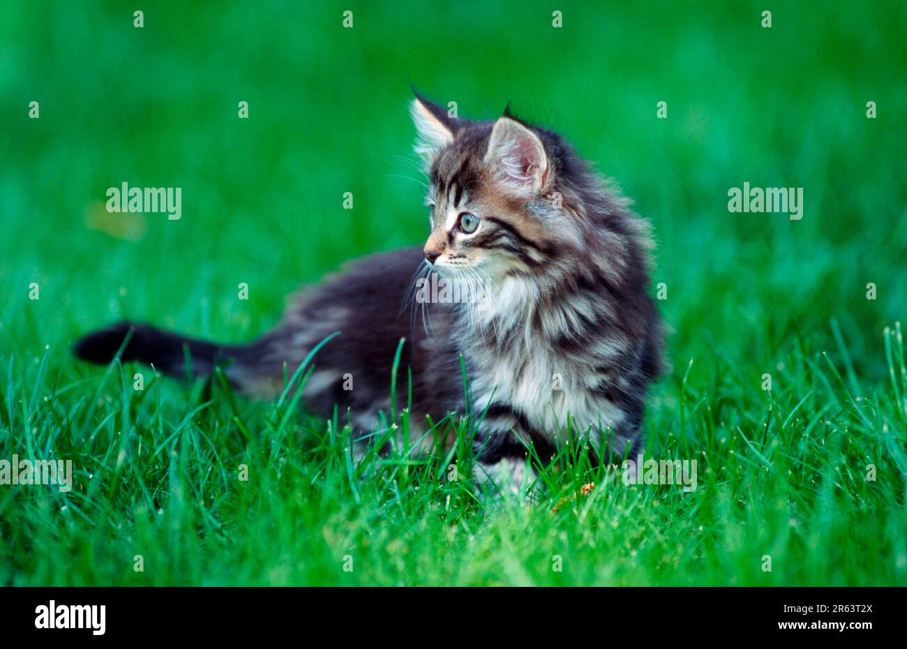 Norwegian Forest Cat, kitten, 10 weeks Stock Photo