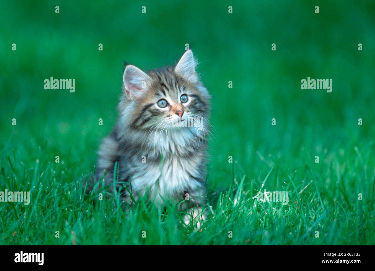 Norwegian Forest Cat, kitten, 10 weeks Stock Photo Alamy