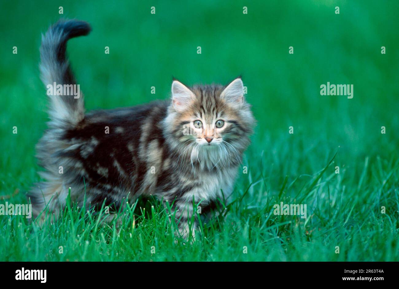 Norwegian Forest Cat, kitten, 10 weeks Stock Photo