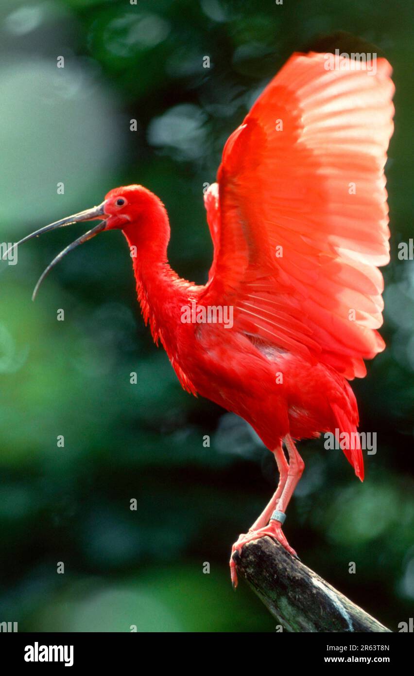 Scarlet Ibis Adult Bird Hi res Stock Photography And Images Alamy scarlet-ibis-adult-bird-hi-res-stock-photography-and-images-alamy