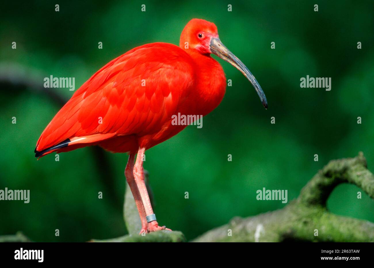 Scarlet Ibis Adult Bird Hi res Stock Photography And Images Alamy scarlet-ibis-adult-bird-hi-res-stock-photography-and-images-alamy
