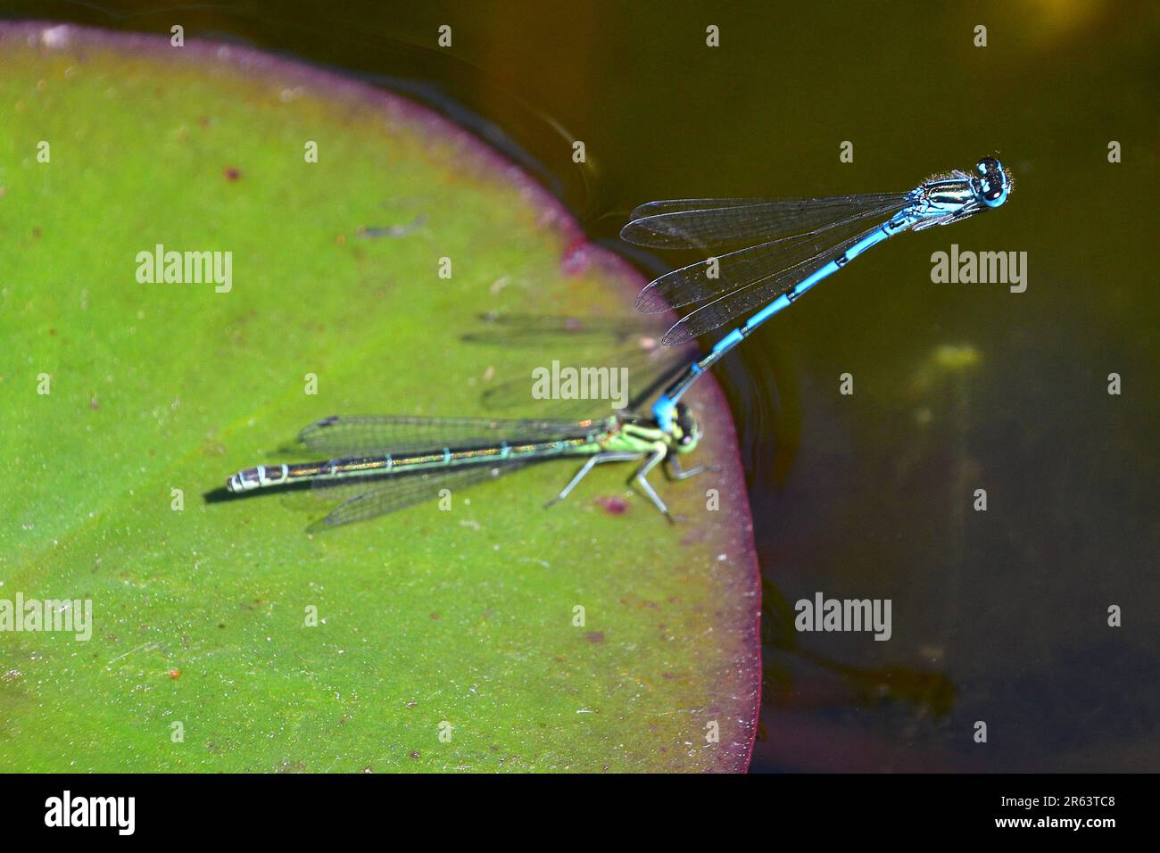 Common Blue Damselfly Stock Photo - Alamy