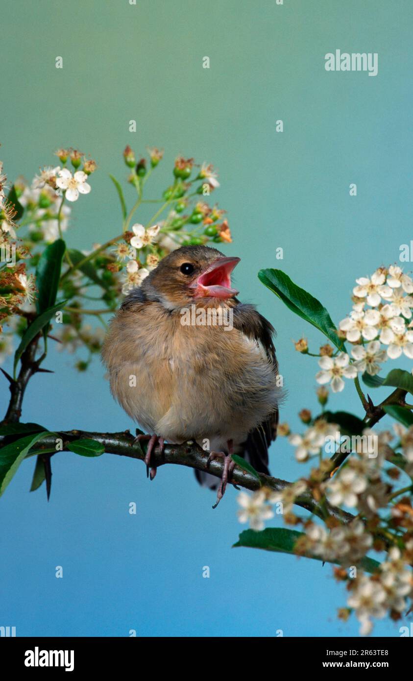Young Chaffinch begging for food, common chaffinch (Fringilla coelebs), young bird, begging for food (Europe) (animals) (finches) (songbirds) (bird) Stock Photo