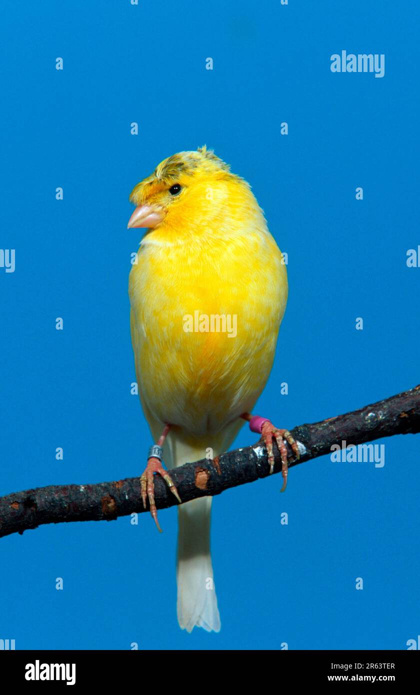 てぃんくる　版画　YELLOW CANARY アールビバン てぃんくる 版画 YELLOW CANARY アールビバン - メルカリ