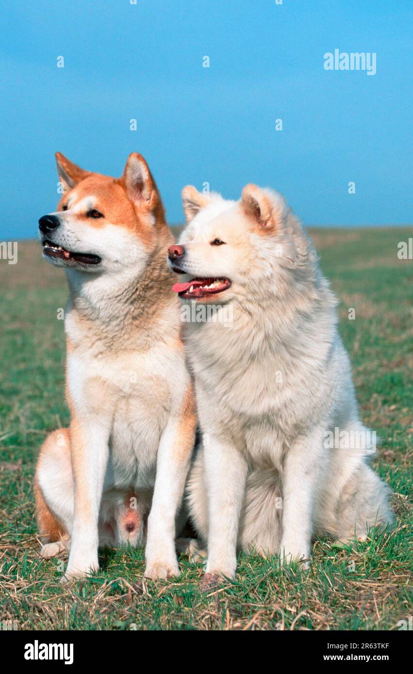 Akita Inu, pair, shorthaired and long-haired Stock Photo