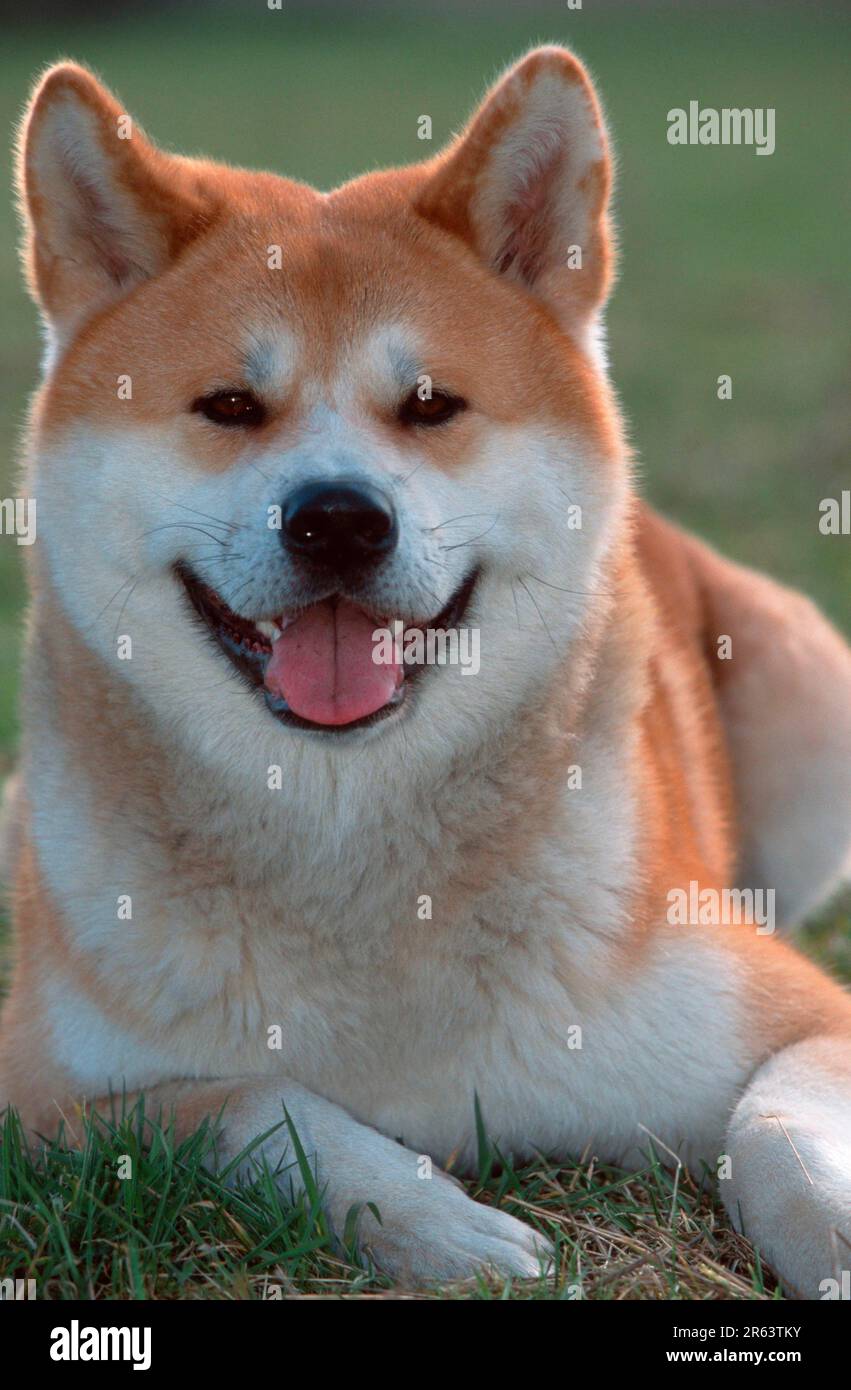 Akita-Inu (animals) (mammals) (mammals) (domestic dog) (domestic animal) (pet) (Japan) (outside) (outdoor) (frontal) (head-on) (from the front) Stock Photo