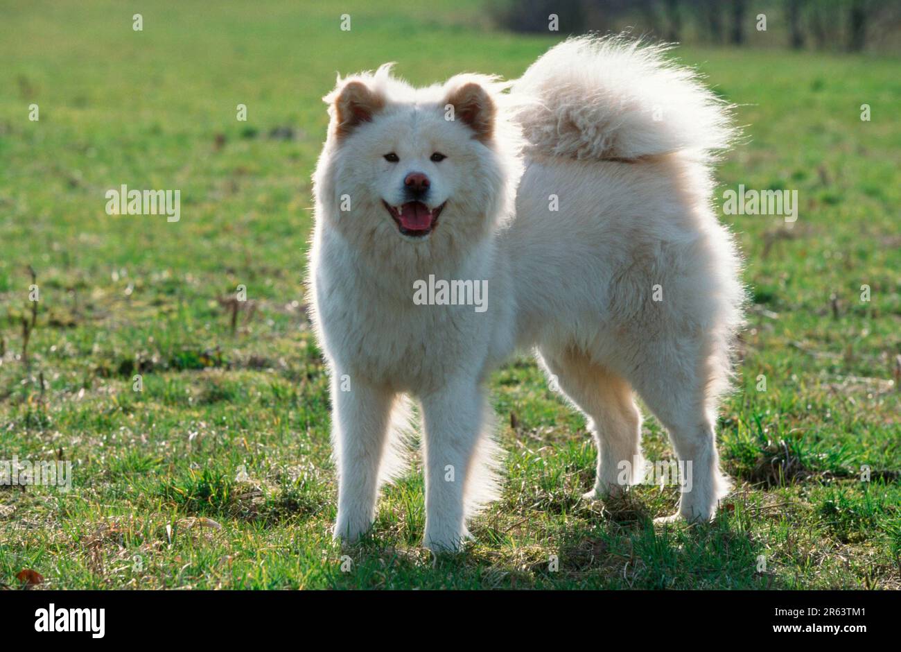 Akita Inu, longhaired Stock Photo Alamy