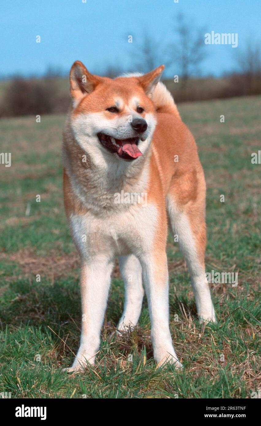 Akita Inu (animals) (mammals) (mammals) (domestic dog) (pet) (pet) (Japan) (outside) (outdoor) (frontal) (head-on) (from the front) (meadow) Stock Photo