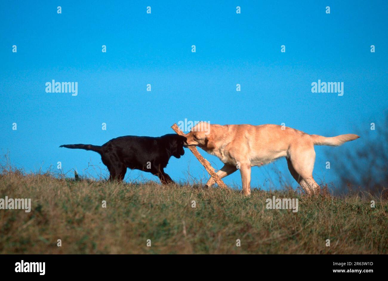 Labrador retriever and puppy, 4 months old, yellow and brown, playing together, branch, stick