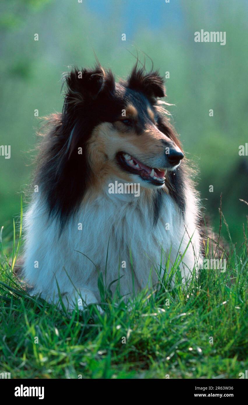 Rauer hi-res stock photography and images - Alamy