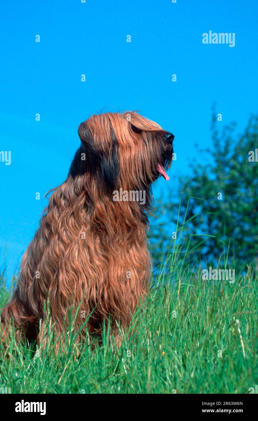 long-haired-domestic-cattle-hi-res-stock-photography-and-images-alamy