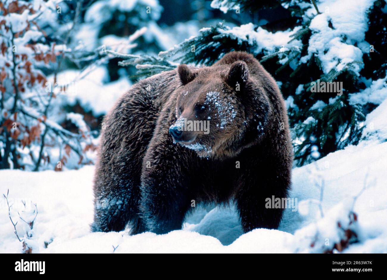 European brown bear (Ursus arctos Stock Photo - Alamy