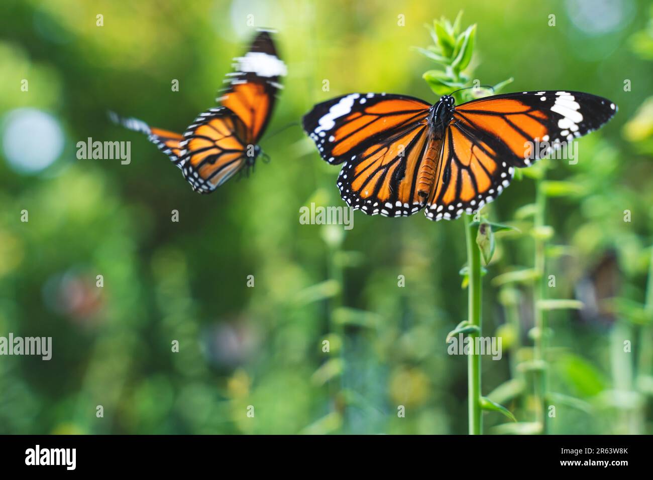 Two monarch butterflies, Danaus plexippus, sitting on green plant and flying with motion blur, Thailand Stock Photo