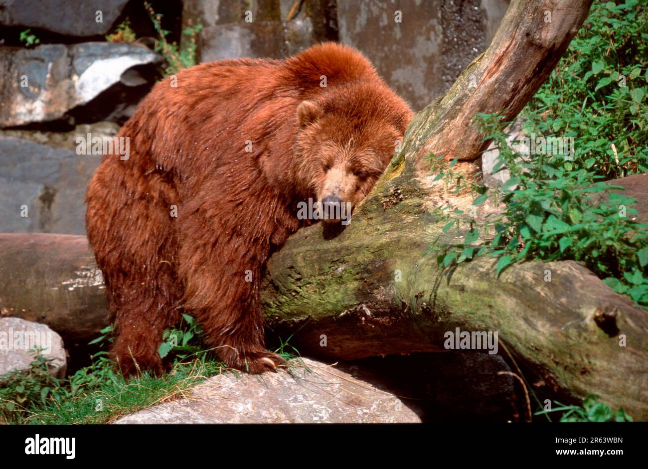 Kodiak Bear (Ursus arctos middendorffi Stock Photo Alamy