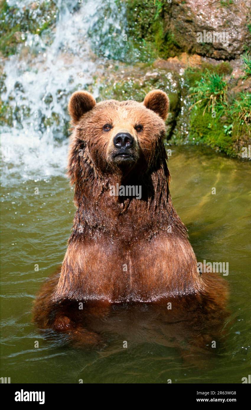 European Brown Bear (Ursus arctos Stock Photo - Alamy