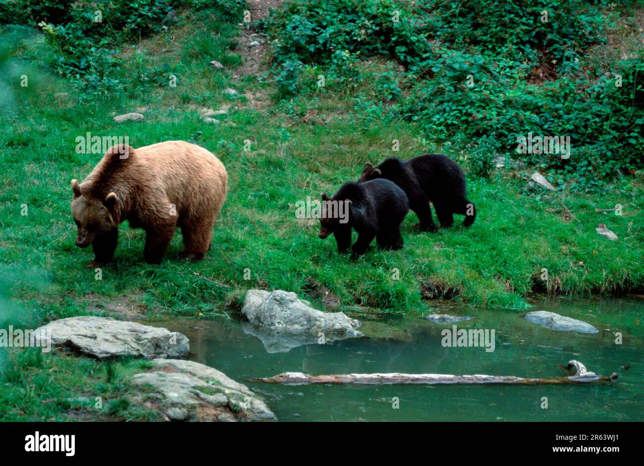 European brown bears (Ursus arctos), female with cubs Stock Photo