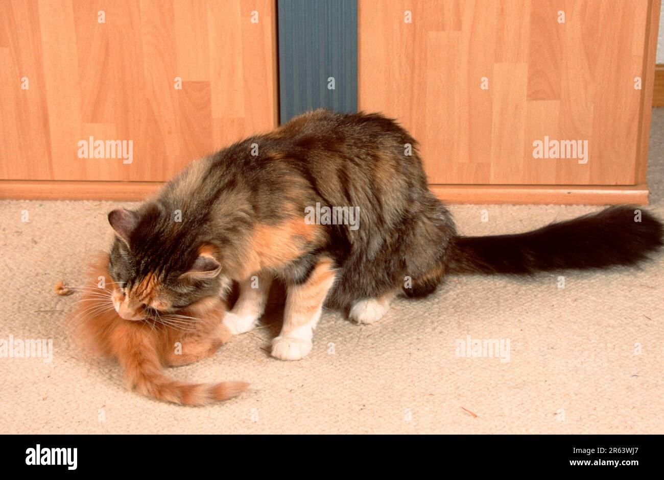 Norwegian Forest Cat grooming kitten, 8 weeks Stock Photo Alamy