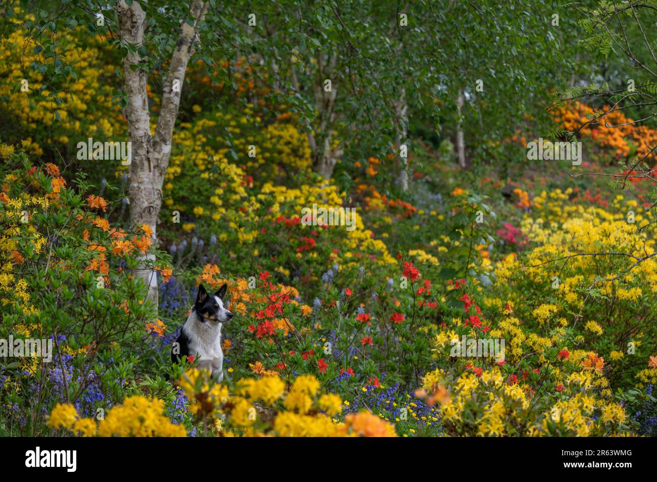 Burncastle Hi res Stock Photography And Images Alamy