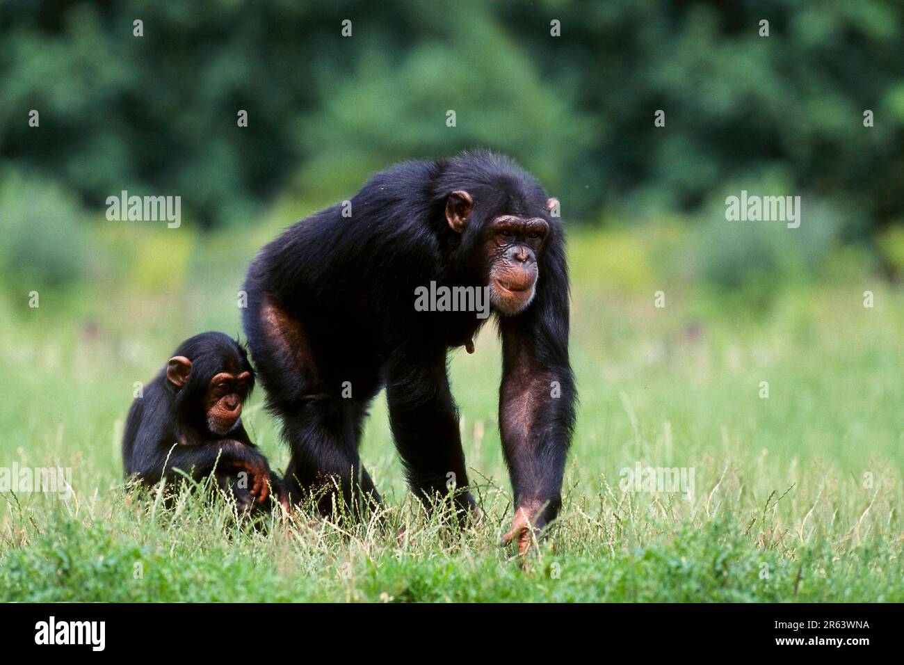 Chimpanzee (Primates) (Pan troglodytes), female with young (Africa
