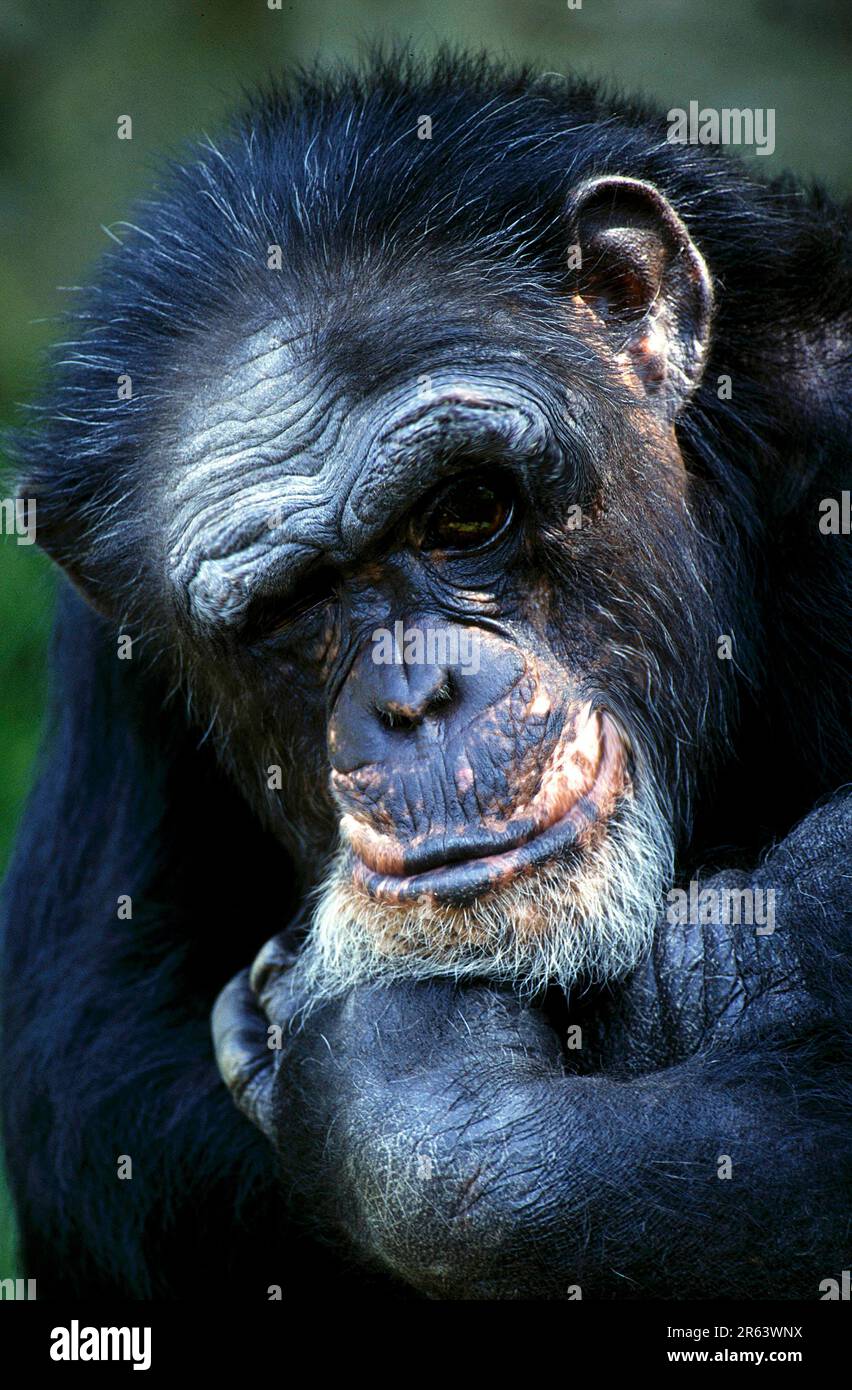 Common (primates) chimpanzee (Pan troglodytes), male (Africa) (mammals