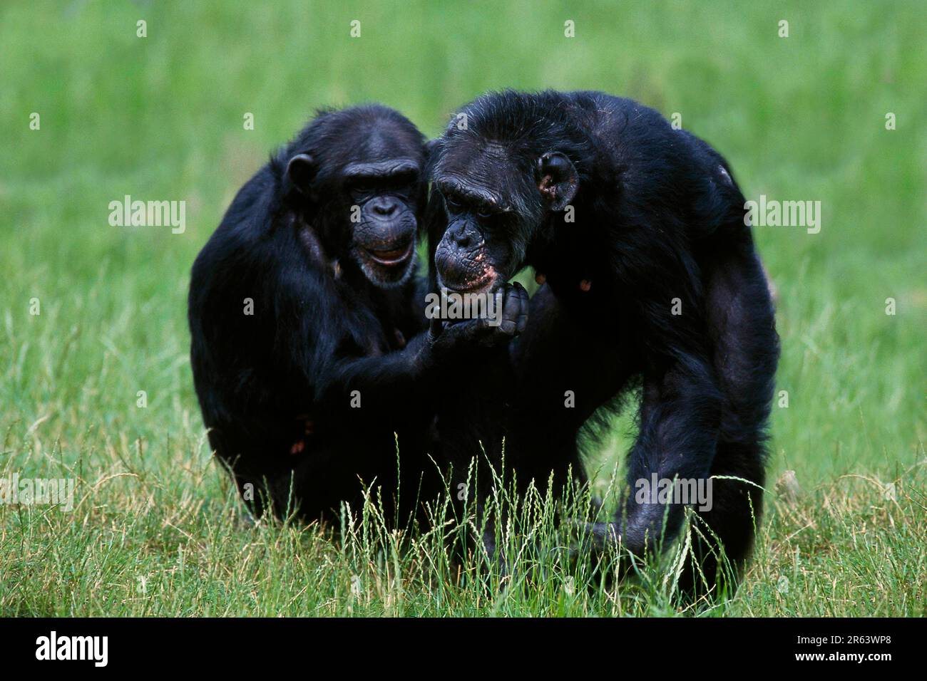Chimpanzees (primates) common chimpanzee (Pan troglodytes) (Africa