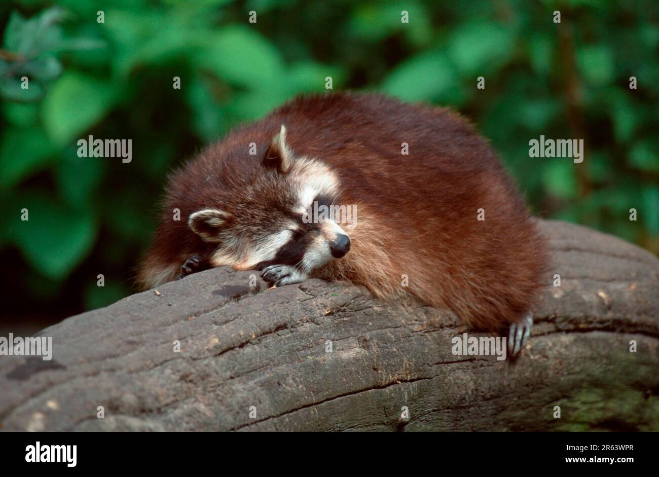 Raccoon rest hi-res stock photography and images - Alamy