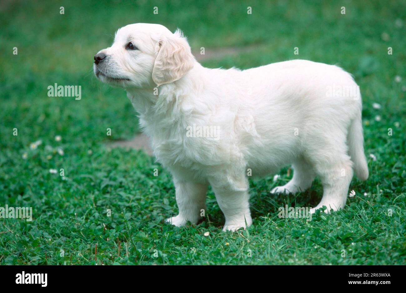 Can 8 Week Old Puppies Be Outside