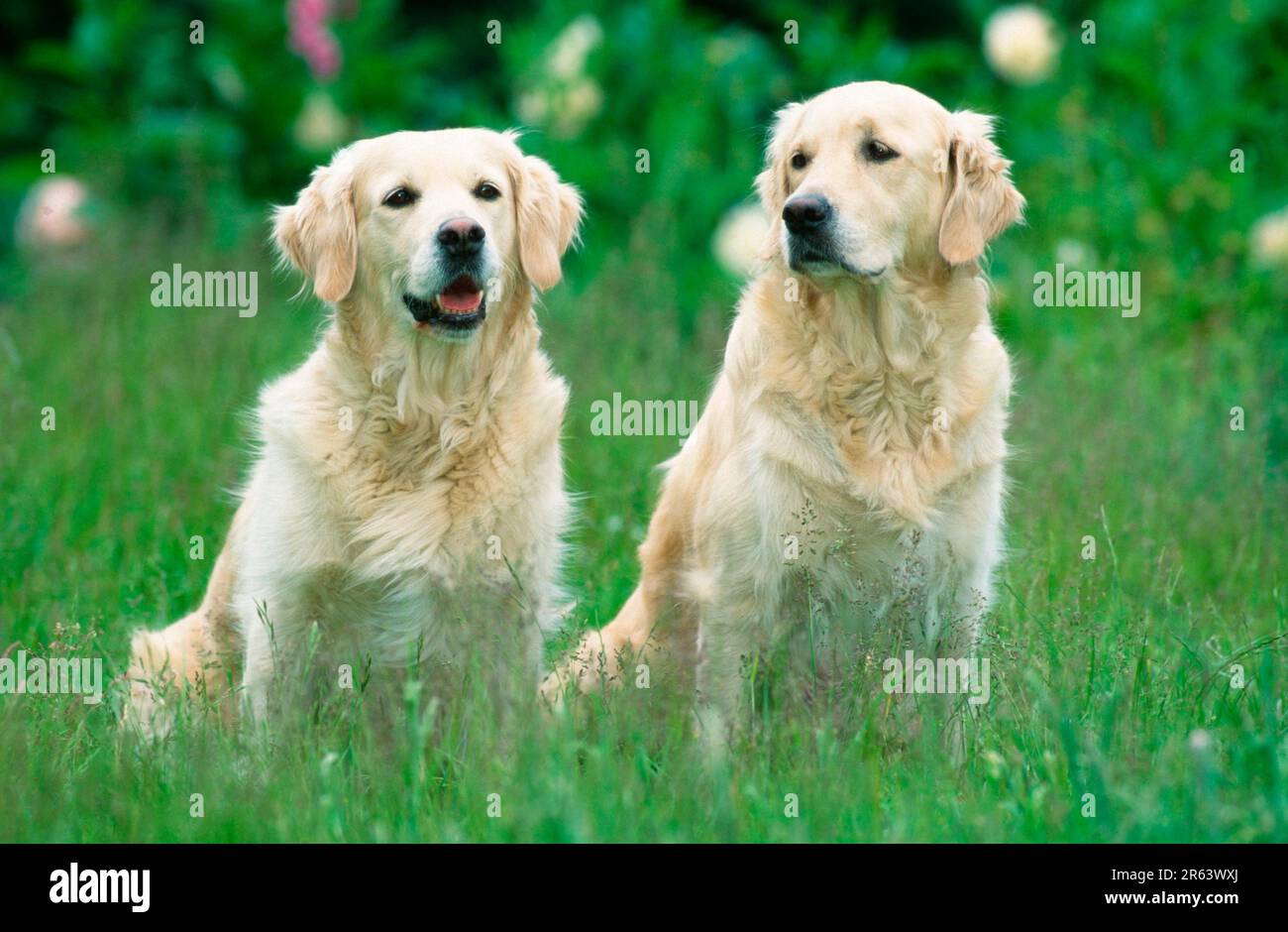 Mature couple golden retriever hi-res stock photography and images - Alamy