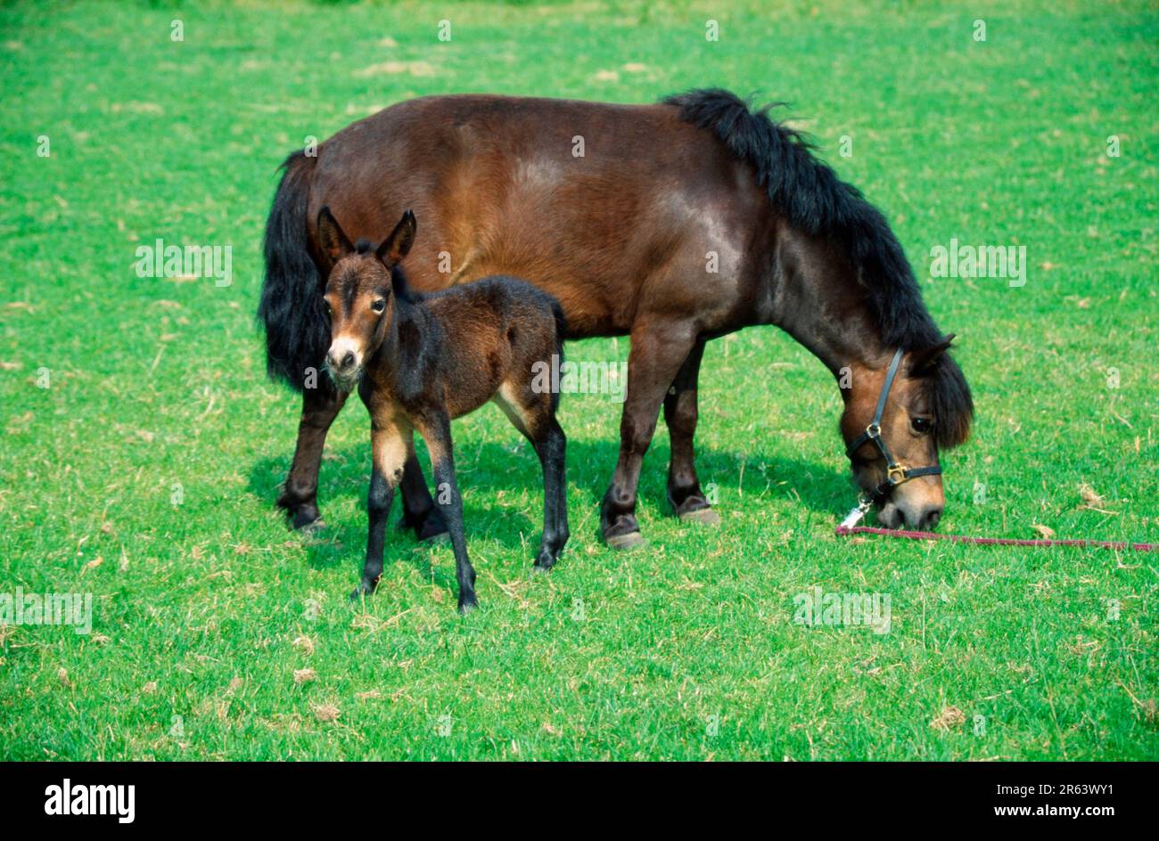 Shetland pony mare and mule foal (mammals) (mammals) (ungulates ...