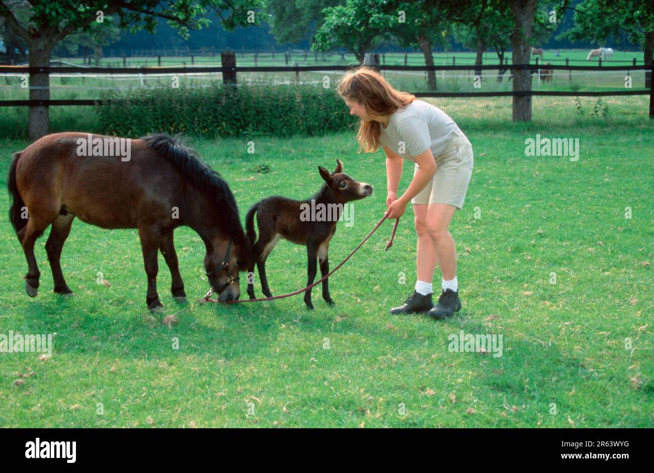 Woman with Shetland pony mare and mule foal (mammals) (mammals) (ungulates) (horses) (odd-toed ungulates) (ponies) (outside) (backlight) (sideways) Stock Photo