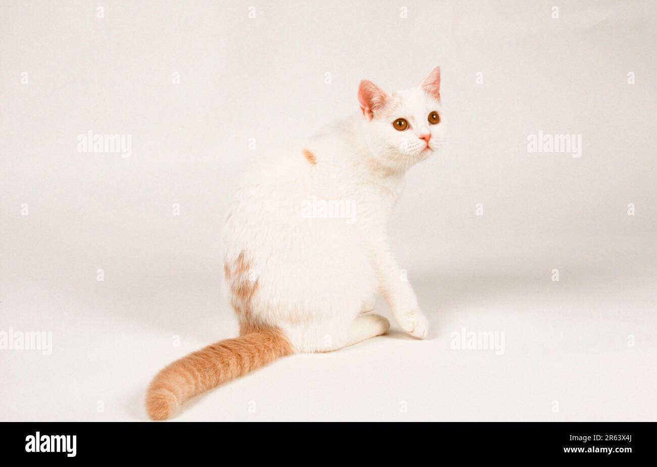 British Shorthair Cat, creamwhite Harlequin Stock Photo Alamy