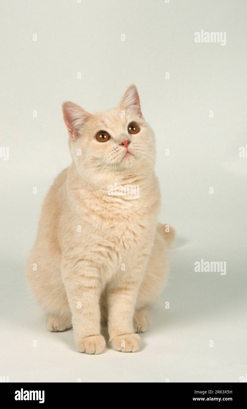 British Shorthair Cat, cream, British Shorthair Cat, cream (mammals)  (domestic cat) (domestic animal) (pet) (pedigree cats) (animals) (frontal  Stock Photo - Alamy