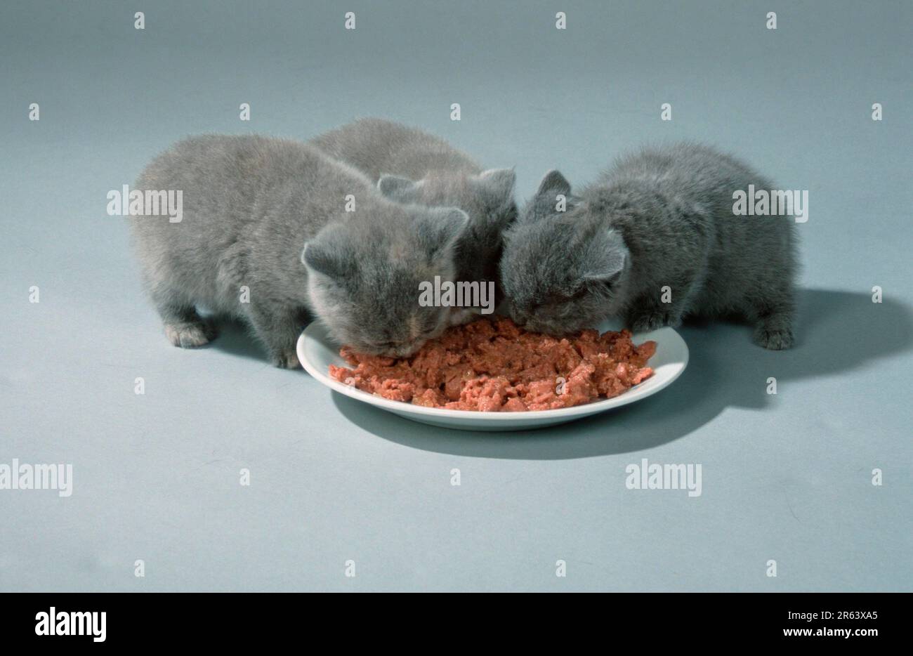British Shorthair Cats, kittens, 6 weeks, eating together from plate