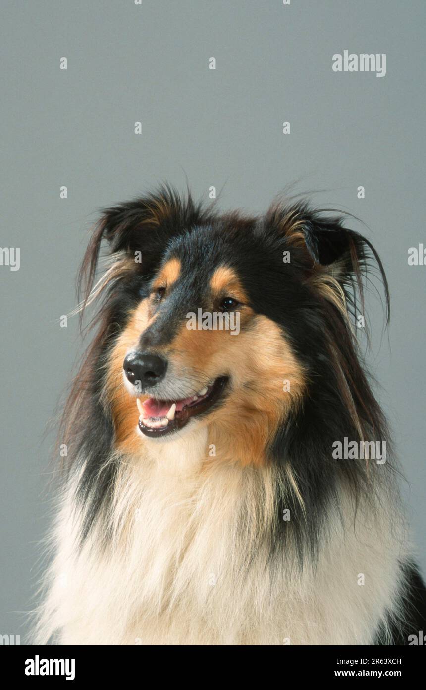 Rough Collie Stock Photo