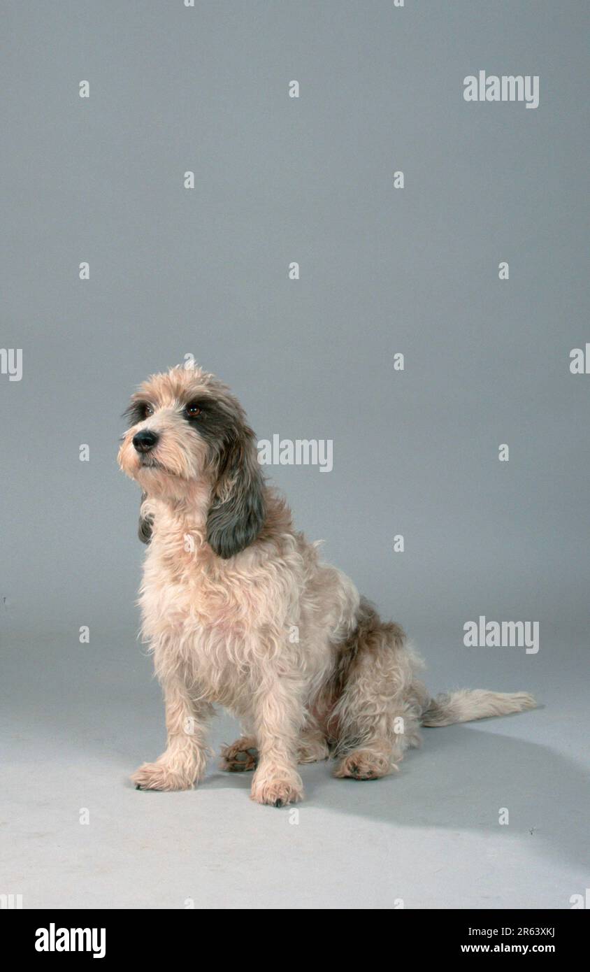 Petit Basset Griffon Vendeen Stock Photo