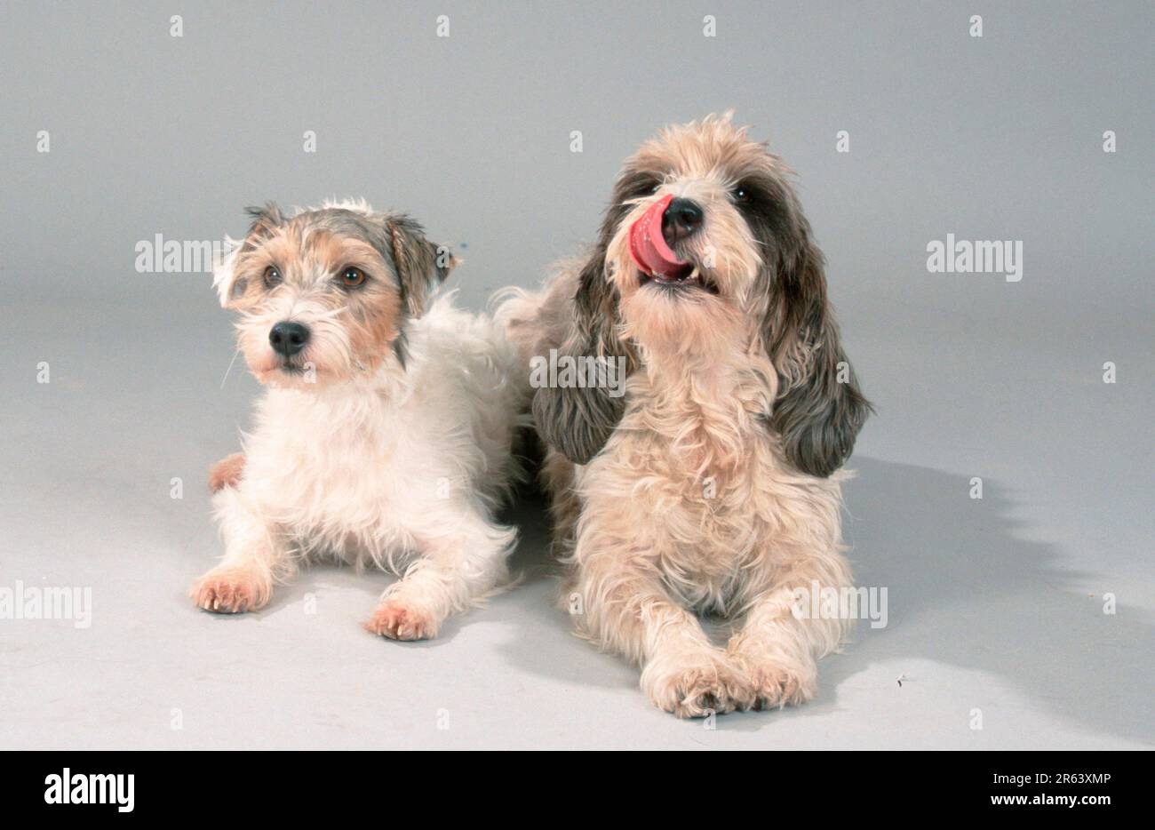 Parson Jack Russell Terrier and Petit Basset Griffon Vendeen Stock Photo