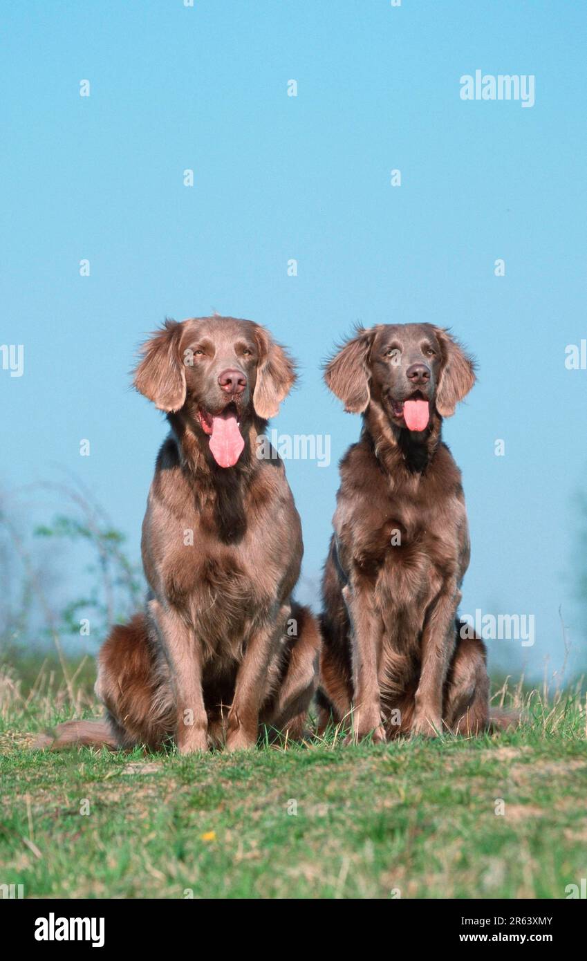 Long-haired Weimaraner, Weimaraner, langhaarig (mammals) (animals)  (domestic dog) (pet) (outside) (outdoor) (Wiese) (meadow) (Germany)  (hecheln Stock Photo - Alamy