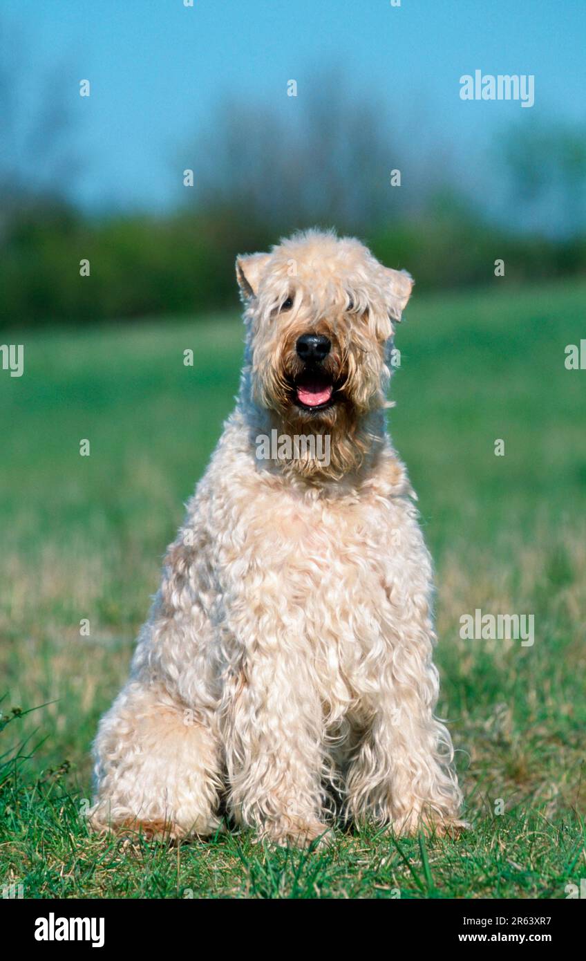 Irish Soft Coated Wheaten Terrier Stock Photo - Alamy