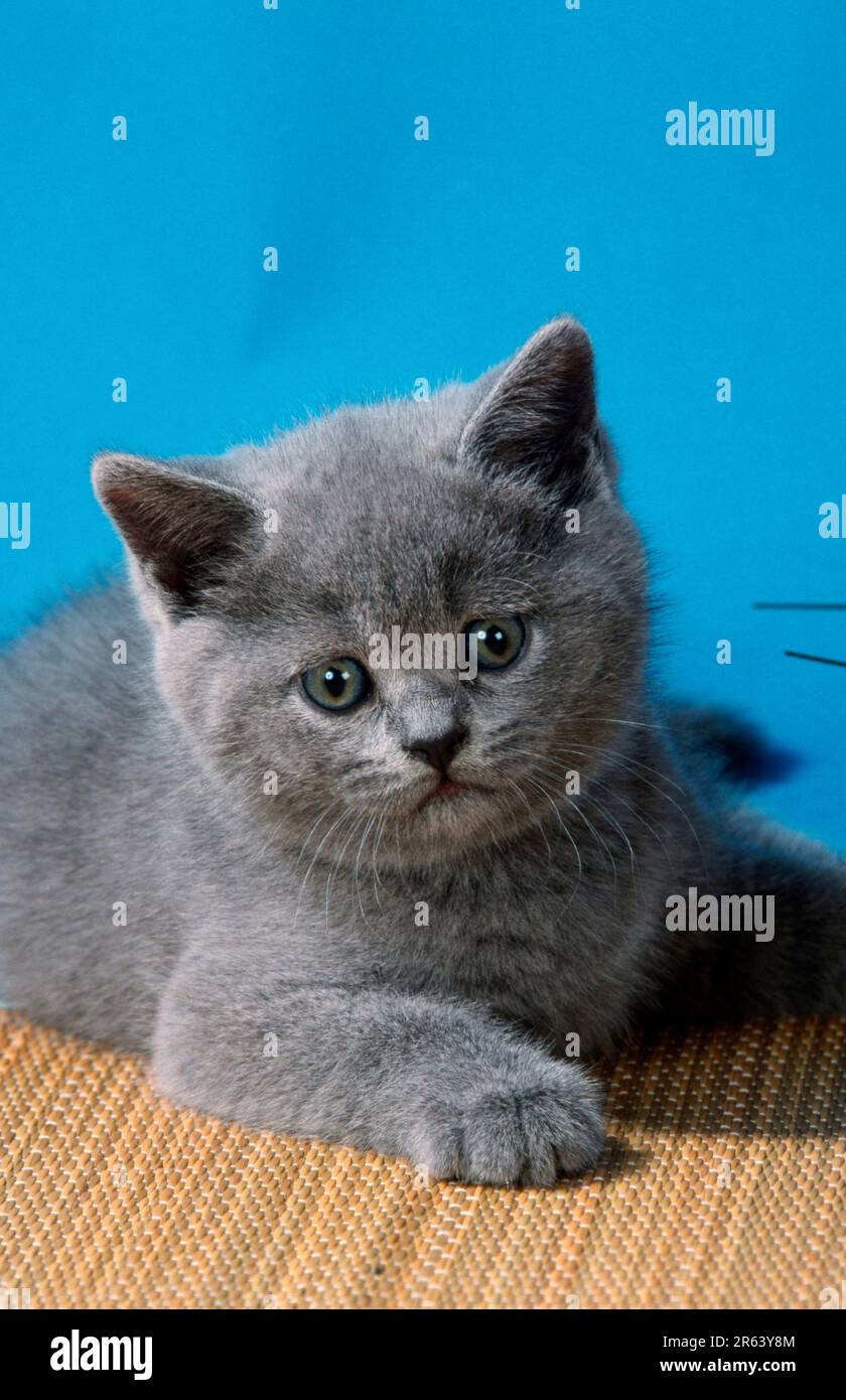 Blue domestic best sale shorthair cat