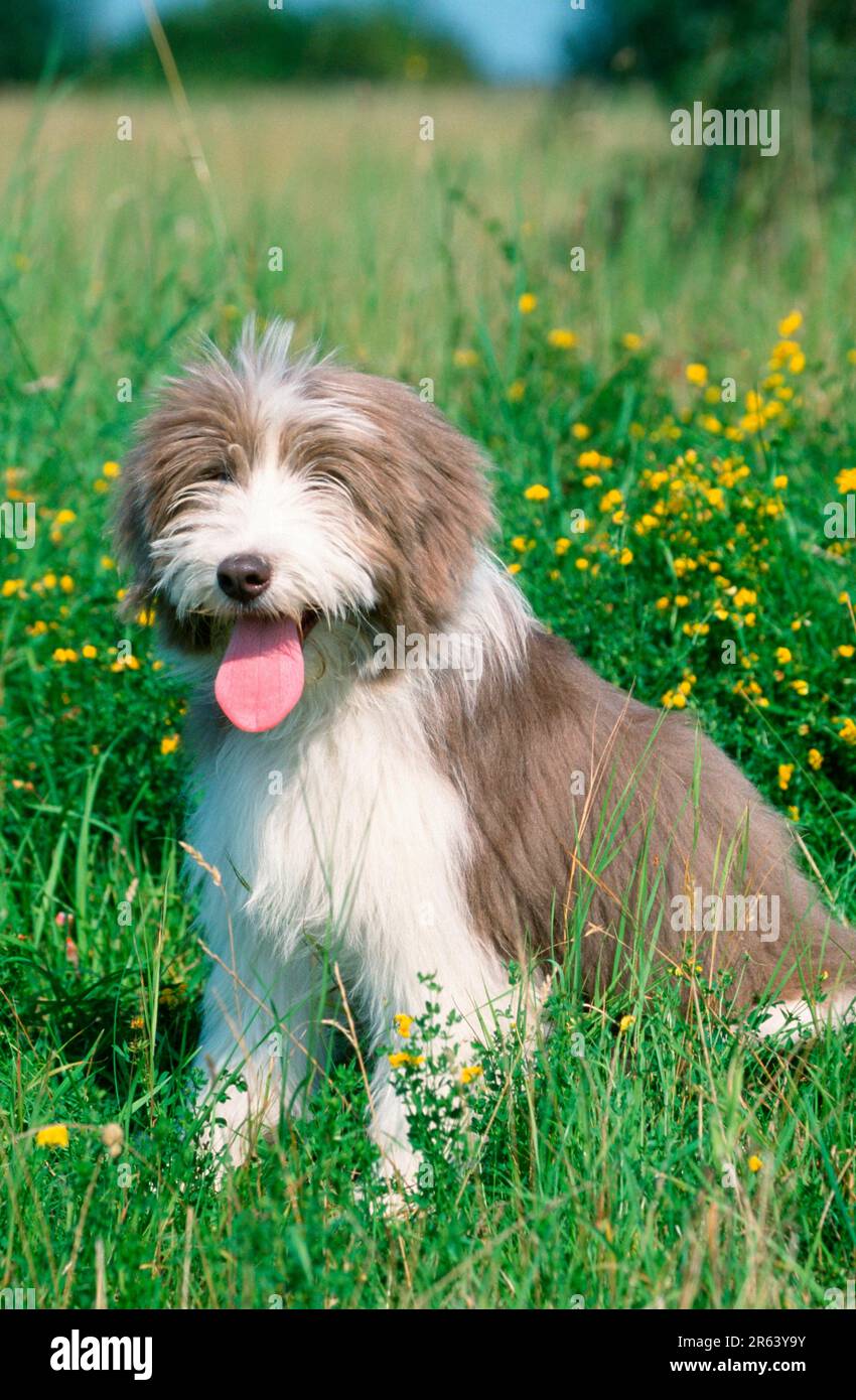 Bearded Collie puppy, Bearded Collie puppy (mammals) (animals) (domestic dog) (pet) (pet) (outside) (outdoor) (side) (meadow) (sit) (sitting) Stock Photo