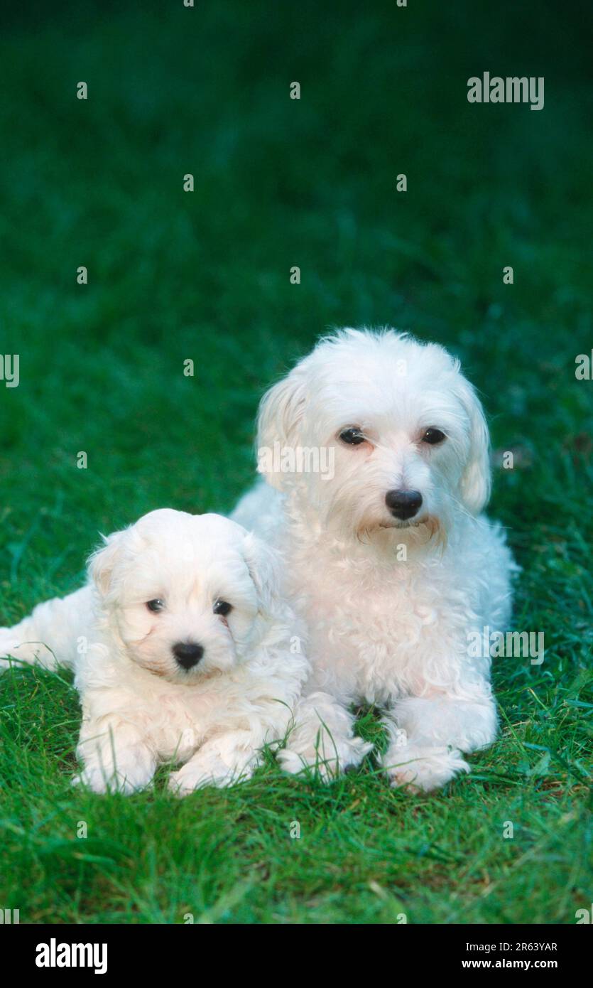 Maltese 6 weeks old sales