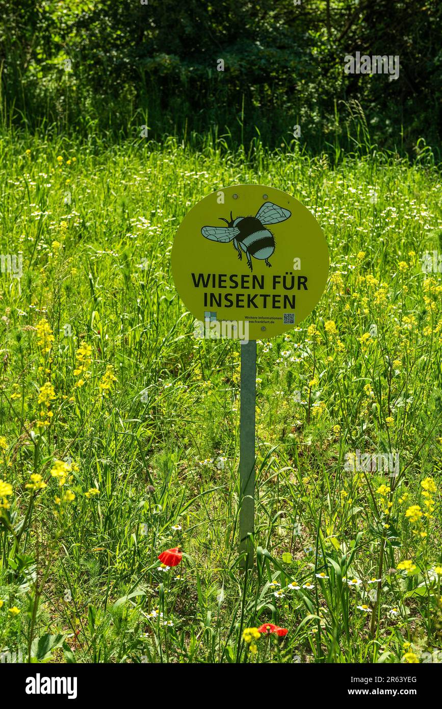 Information sign meadows for insects, Frankfurt, Germany Stock Photo ...