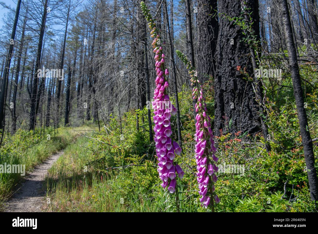 Digitalis purpurea, foxglove, an introduced plant flowering and growing in Point Reyes national seashore after the woodward fire passed through. Stock Photo