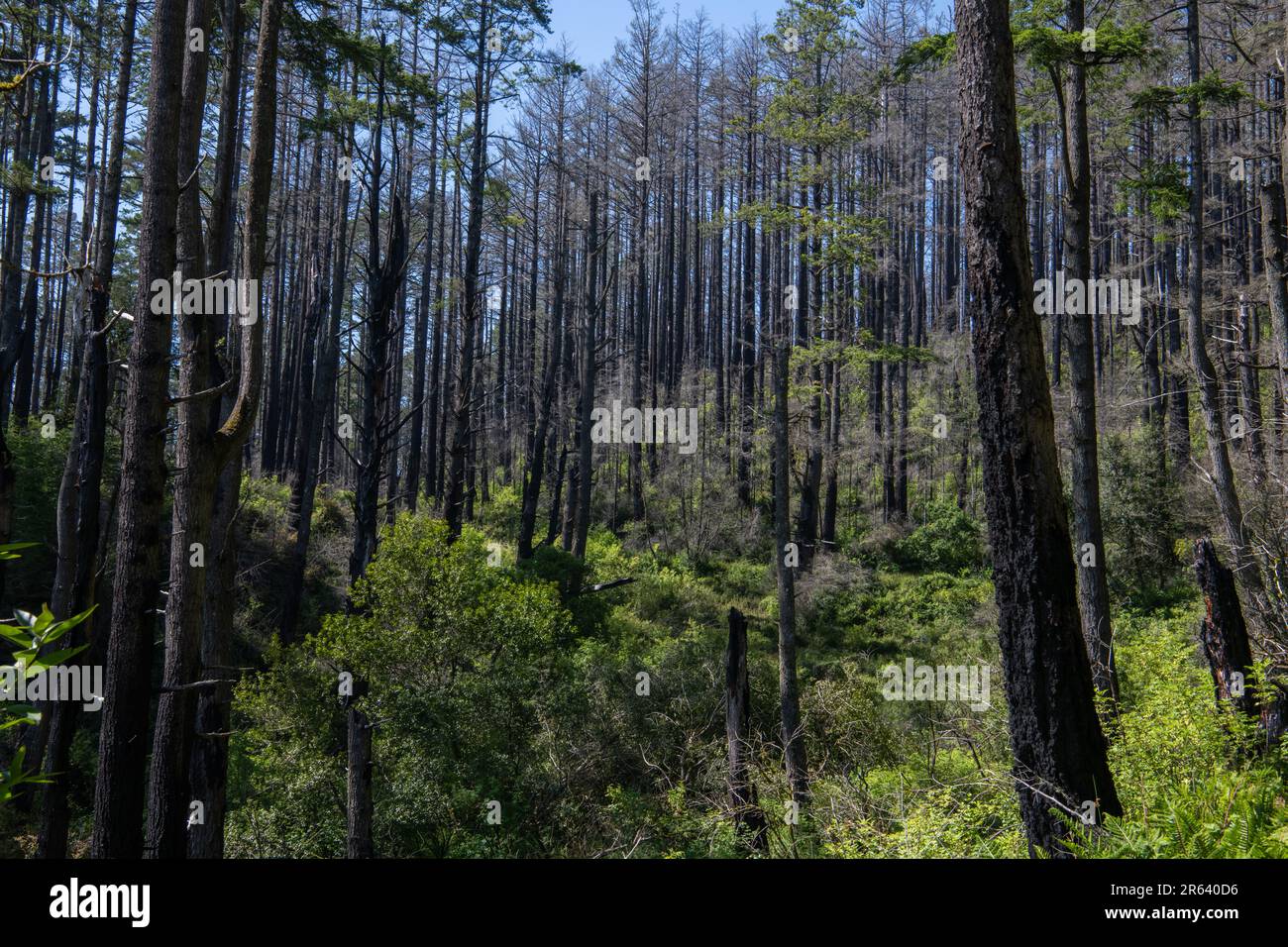 The aftermath of the Woodward forest fire in Point Reyes, the environment begins to recover but charred trees remain. Taken in California, USA. Stock Photo