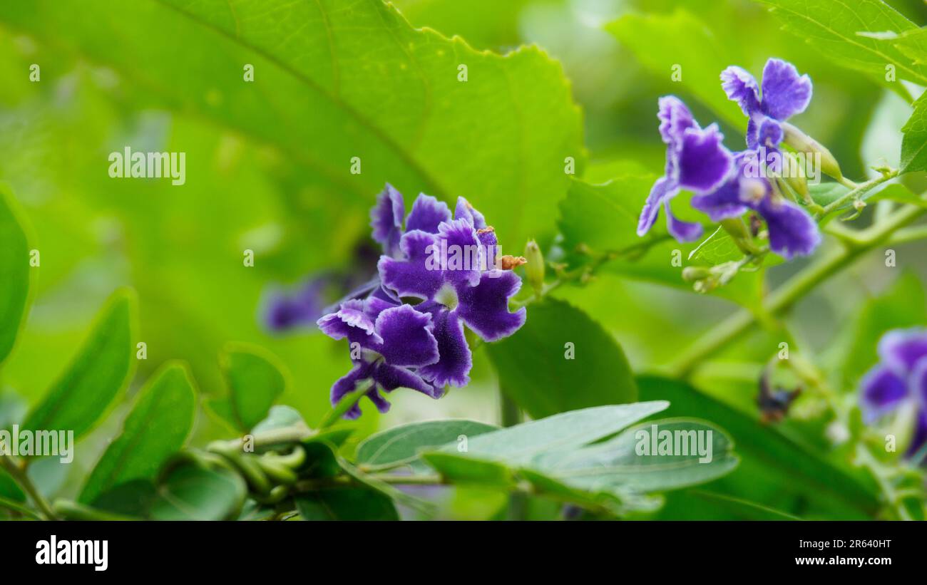 Close-up beautiful violet flowers of Duranta Erecta or Golden Dewdrop. Other common names are Creeping Sky flower and Pigeon Berry. Stock Photo